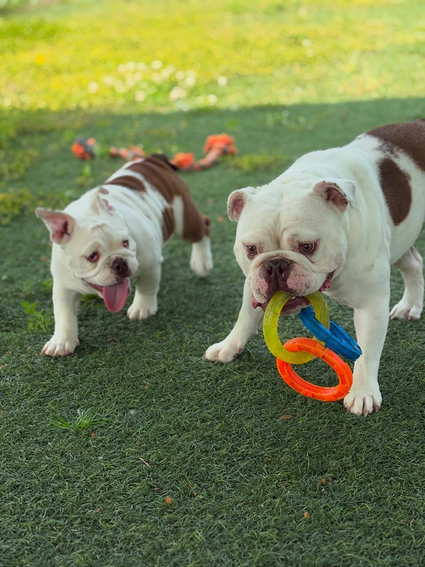 Why Buffalo Pet Owners Drive to Evergreen Kennels in Batavia, NY