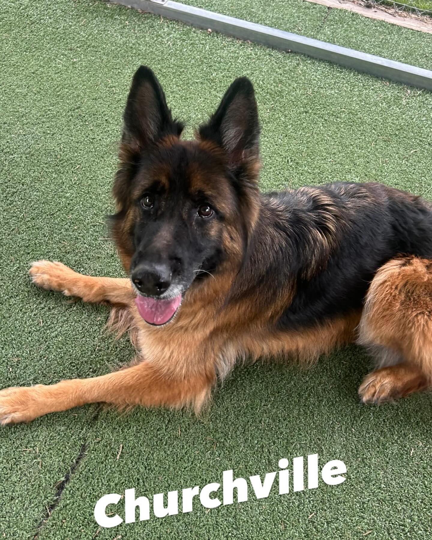 WNY Pet Owner's Guide to Stress-Free Travel with Dogs WNY Pet Owner's Guide to Stress-Free Travel with Dogs