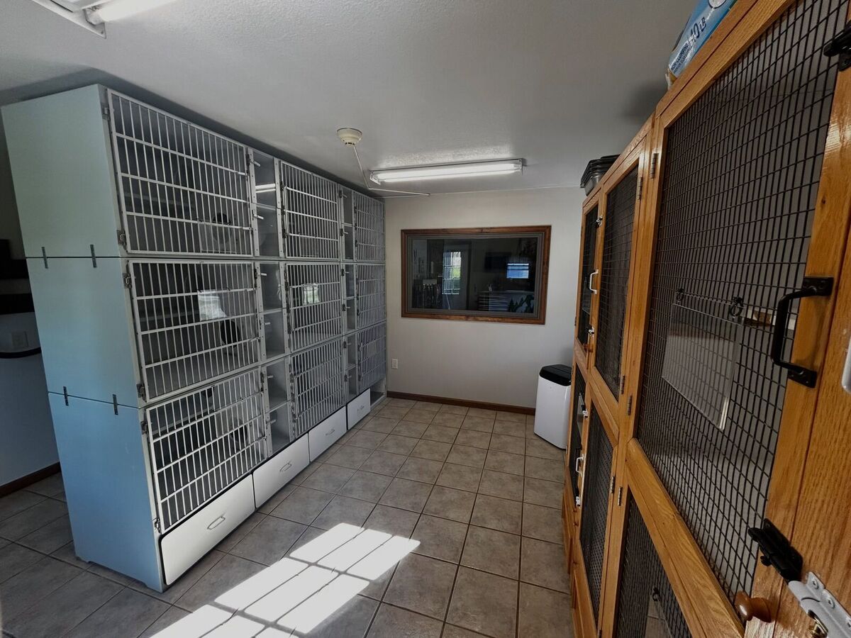 Cat Boarding Near Rochester: Why Cats Need Their Own Space at a Kennel Cat Boarding Near Rochester: Why Cats Need Their Own Space at a Kennel