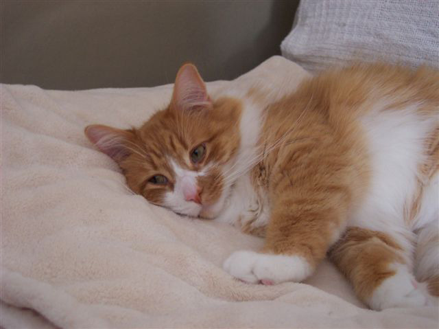 First Time Boarding Your Cat? A Checklist for Western New York Cat Owners First Time Boarding Your Cat? A Checklist for Western New York Cat Owners