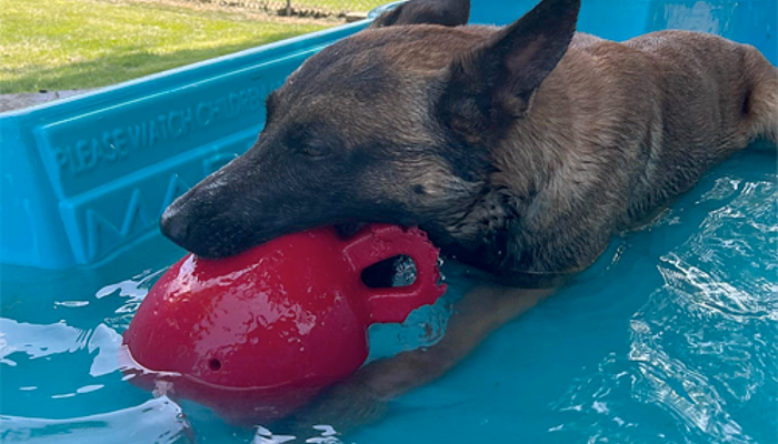 How Evergreen Kennels Keeps Your Dog Happy, Safe, and Entertained in Batavia, NY