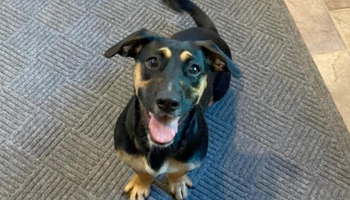 Dog Boarding in Batavia, NY | Evergreen Kennels at 8870 Wortendyke Road