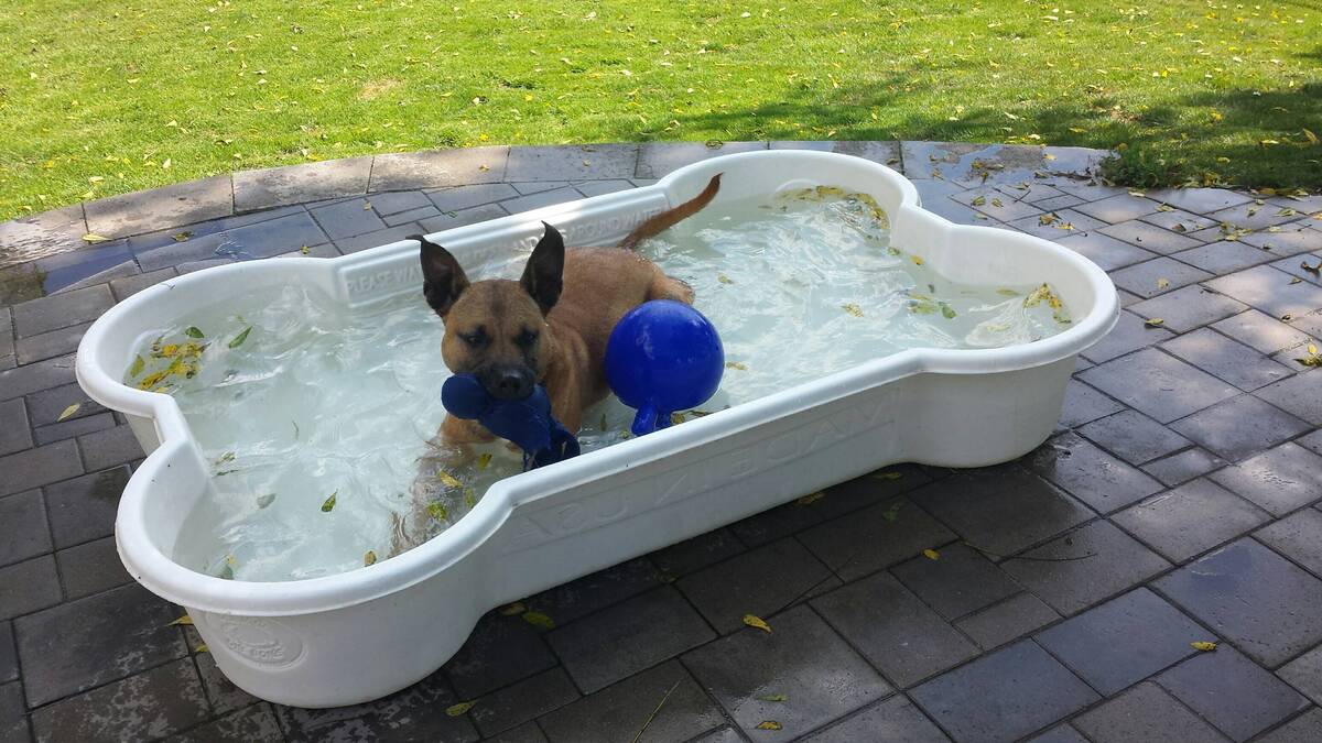 Dog Daycare in Churchville: Is It Right for Your Dog? Dog Daycare in Churchville: Is It Right for Your Dog?