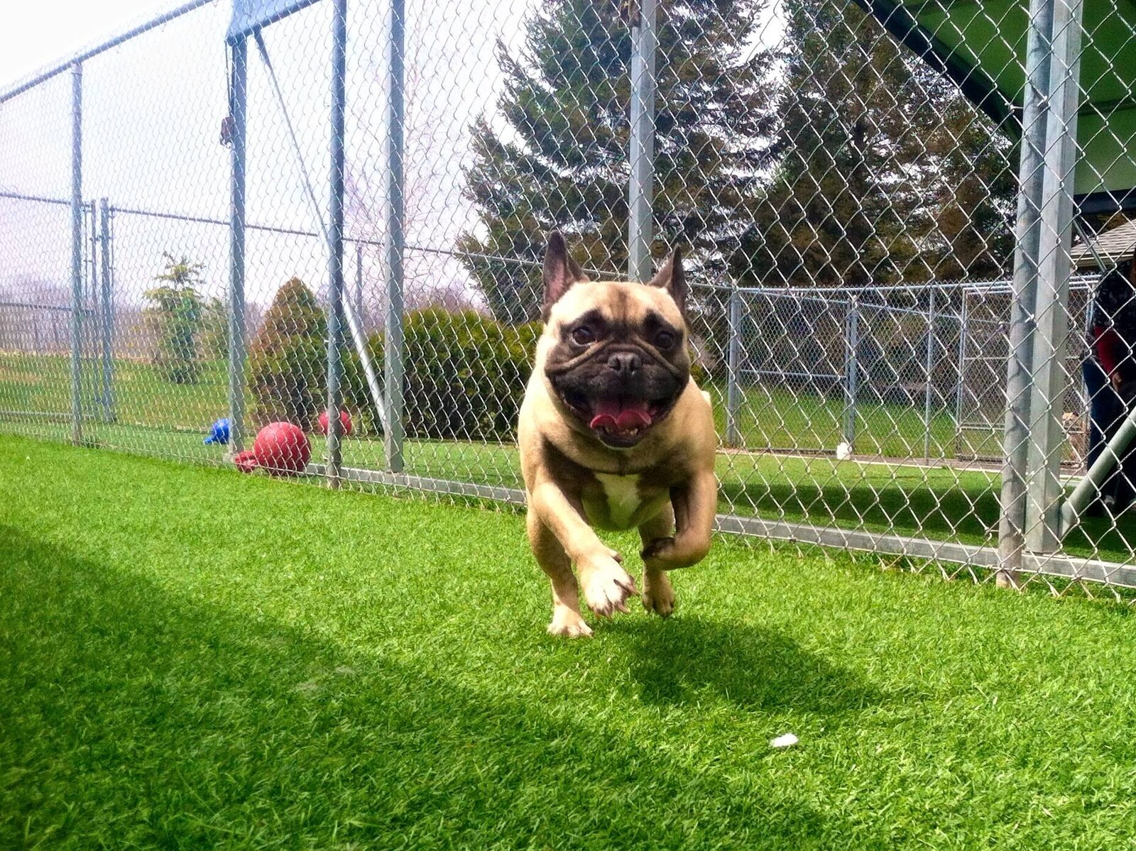 Happy Dog in the Evergreen Kennels Play Yard