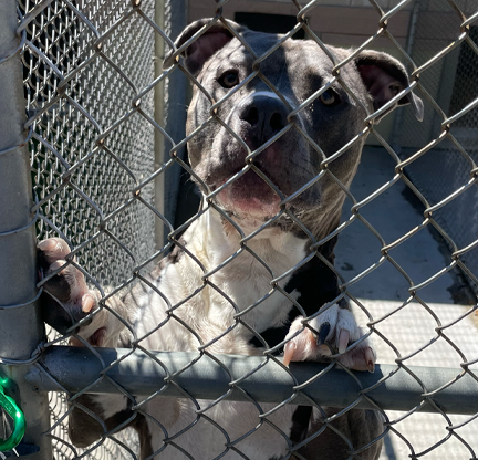 Take A Look About Dog Kennels Rochester Ny